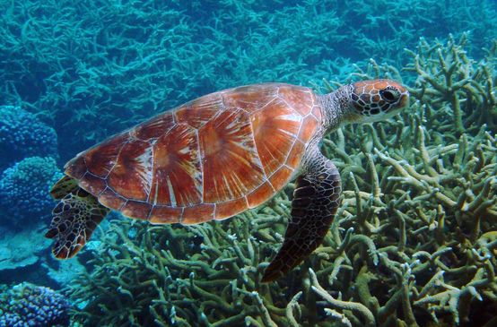Tartaruga verde di mare