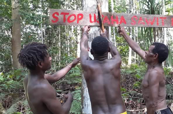 Tre indigeni papuani difendono la loro foresta con uno scudo