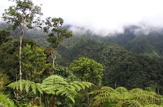 Foresta nuvolosa di montagna nella regione di Intag, Ecuador settentrionale. Vista della vegetazione.
