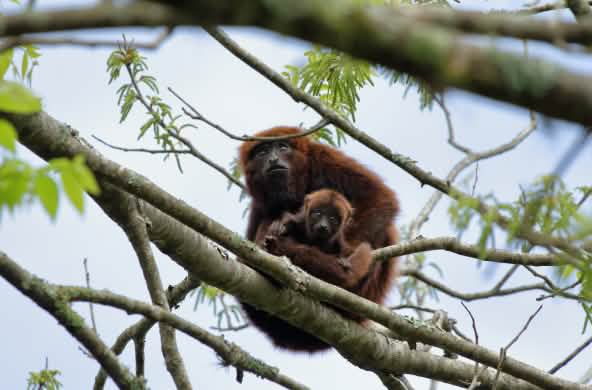 Le scimmie urlatrici che vivono nel sud del Brasile sono a rischio di estinzione perché la foresta pluviale continua a essere distrutta. La situazione si aggrava a Porto