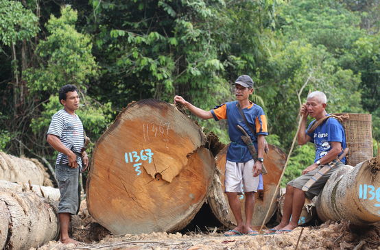 Foresta di Kinipan – membri della comunità indigena accanto ai tronchi degli alberi