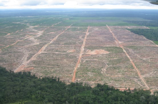 Un'enorme area tagliata e bonificata nella foresta pluviale del Perù