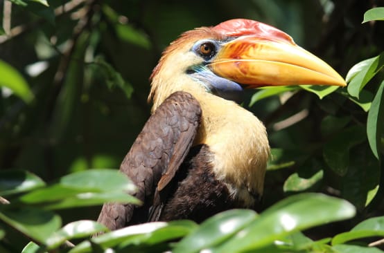 Il bucero di Sulawesi è in pericolo di estinzione