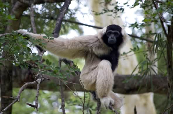 Gibbone crestato (hylobates pileatus)