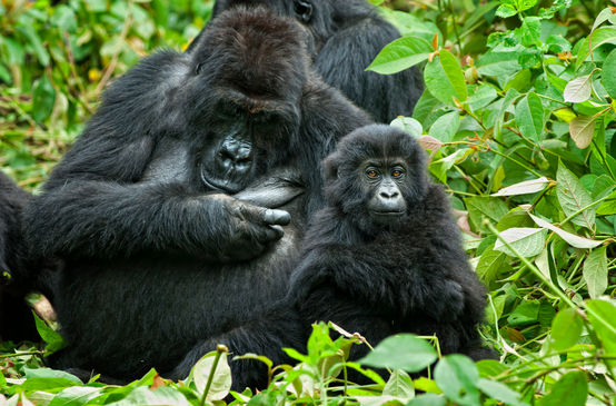 Gorilla con il suo piccolo