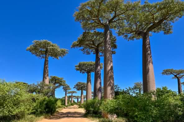 Viale dei baobab in Madagascar