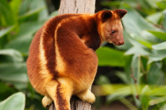 Canguro degli alberi di Papua