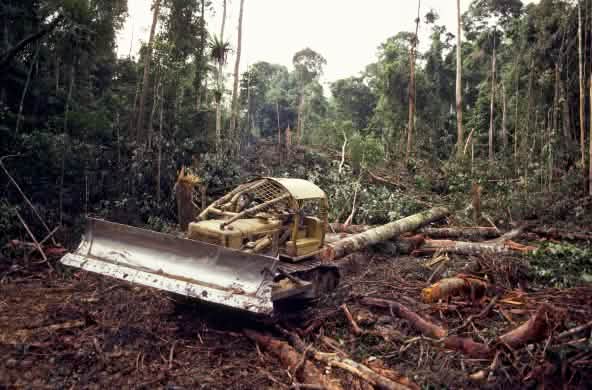 Bulldozer mentre abbatte la foresta