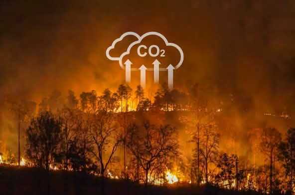 Gli incendi boschivi e la deforestazione contribuiscono al riscaldamento globale
