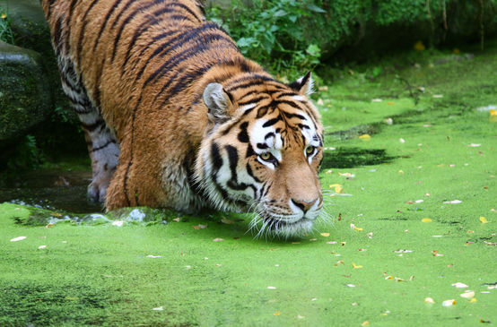 Una tigre vicino all'acqua