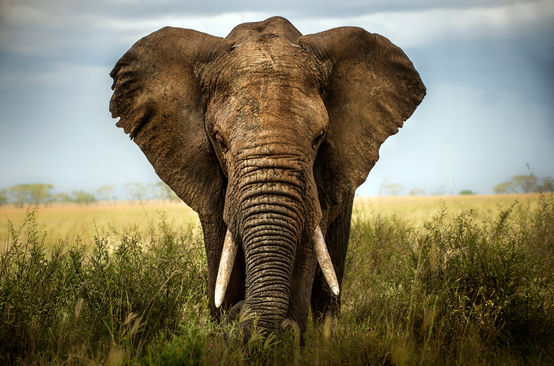 Elefante africano in una savana