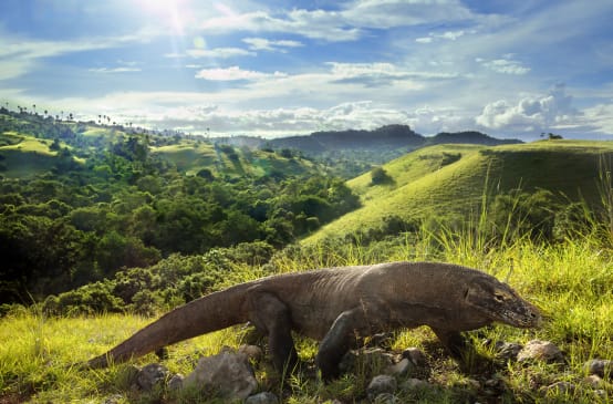 Drago di Komodo (Varanus komodoensis)
