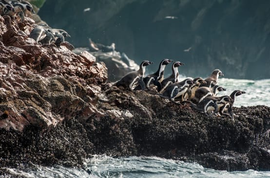 Pinguini di Humboldt su una costa rocciosa
