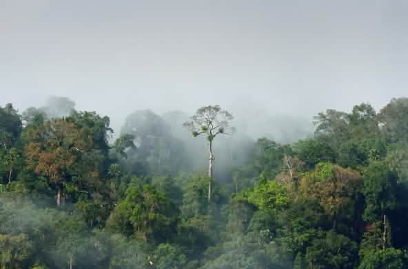 Foresta amazzonica del Perù