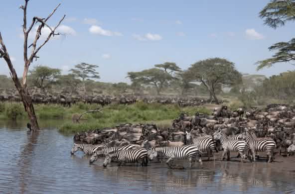 Zebra e gnu nel Parco Nazionale del Serengeti, in Tanzania.