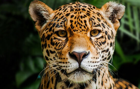 Giaguaro nella Riserva Biologica Indio Maíz, Nicaragua