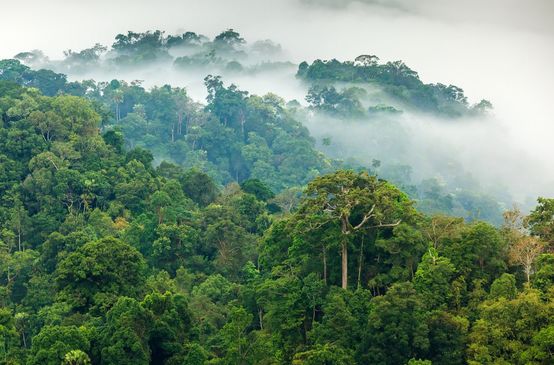 La foresta amazzonica
