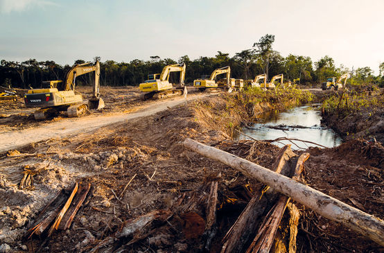 Le escavatrici in fila indiana entrano nella foresta