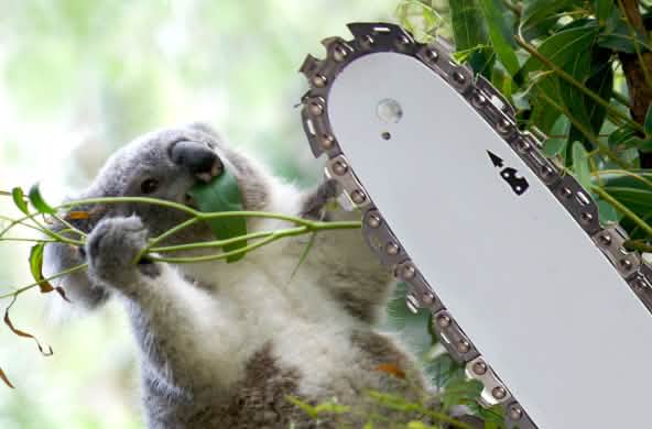 Fotomontaggio: un koala che cade da un albero tagliato da una motosega