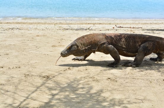 Un drago di Komodo cammina su una spiaggia