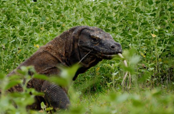 Drago di Komodo da vicino