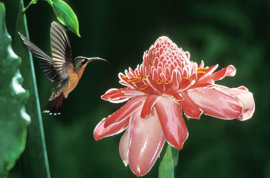 Colibrì