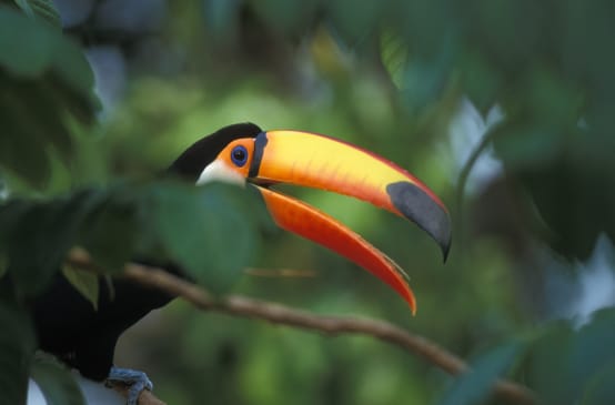 Un tucano gigante nella foresta tropicale