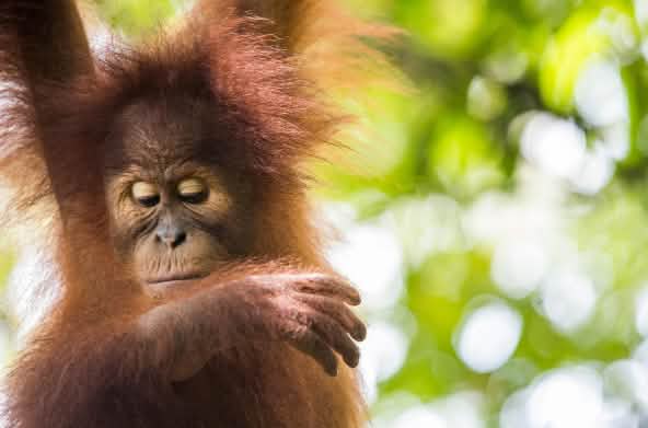 Orango di Sumatra (Pongo abelii)