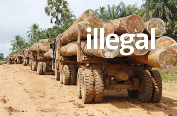 Traffico di legname in Liberia