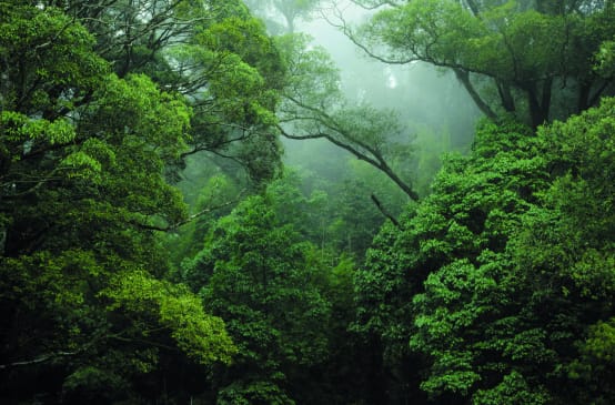 Foresta tropicale in Congo