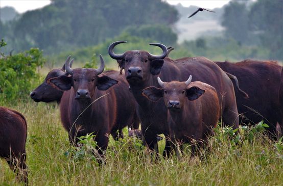 Elefanti in Uganda