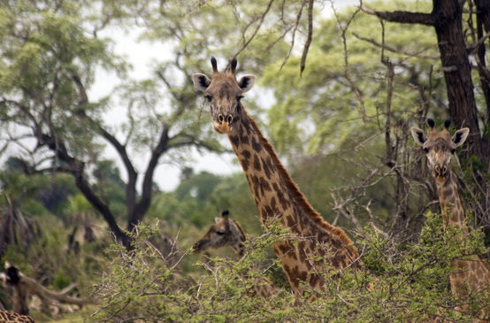 Una giraffa nella Selous Game Reserve in Tanzania