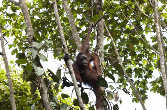 Orango su un albero