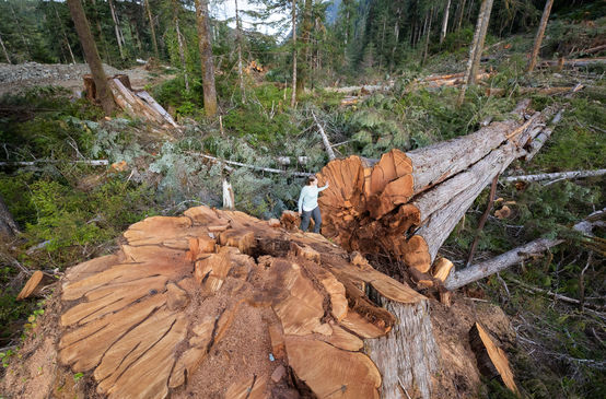 Albero abbattuto nella British Columbia, Canada