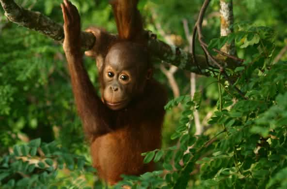 Primo piano di un cucciolo di orango nella foresta pluviale del Borneo