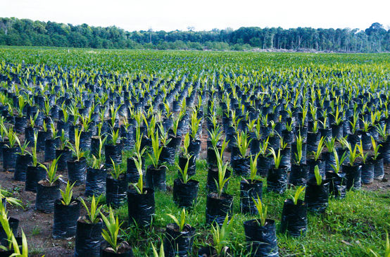 Piantagione di palma da olio nel Borneo, Indonesia