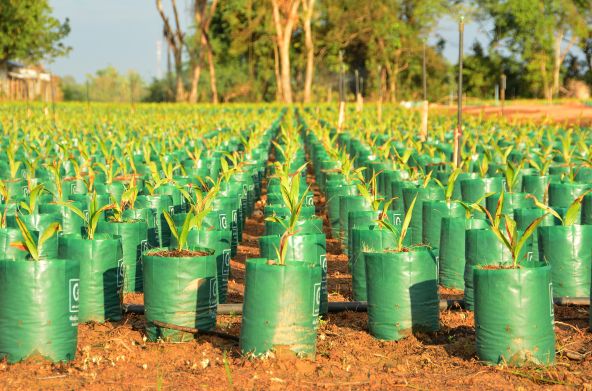 Piantagione di palme da olio
