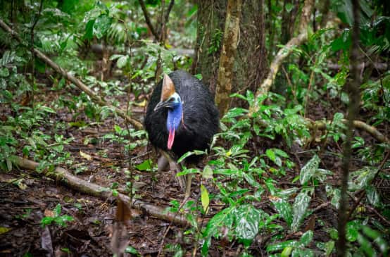 Casuario dall'elmo nella foresta di Daintree in Australia