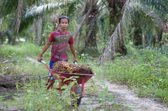 Un ragazzo indonesiano spinge una carriola piena di frutti di palma da olio