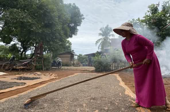 Con un lungo attrezzo a palo, una donna con un abito color fucsia e un cappello a tesa larga stende un gran numero di grani di pepe su una grande stuoia per farli essiccare.