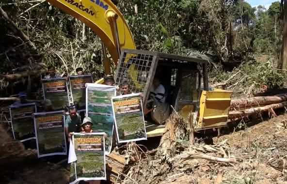 Denunciata la deforestazione per la coltivazione della palma da olio nello stato di Sarawak, in Malesia