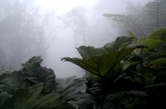 Foresta di montagna nella regione di Intag, al nord dell'Ecuador