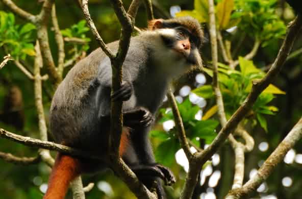 Cercopiteco dalle orecchie rosse nella foresta di Ebo in Camerun