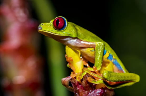 Una colorata rana verde dagli occhi rossi si posa su un fiore.