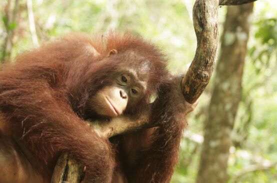 Orangutan nel Kalimantan centrale, Borneo