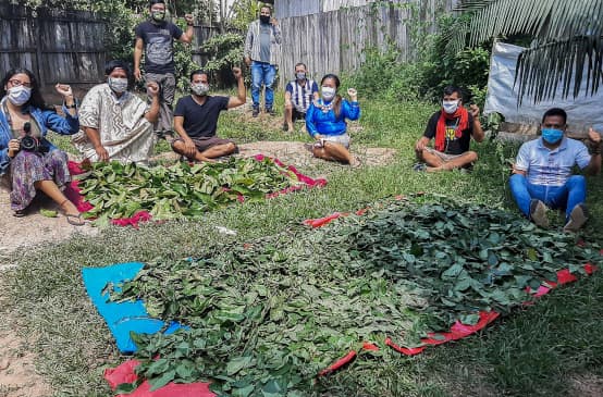 Gruppo di indigeni mentre preparano piante per uso medicinale