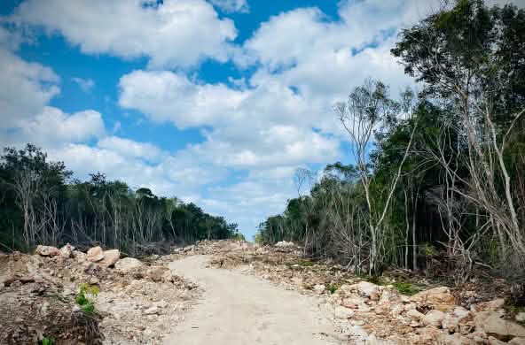 Deforestazione per costruire i binari del Treno Maya