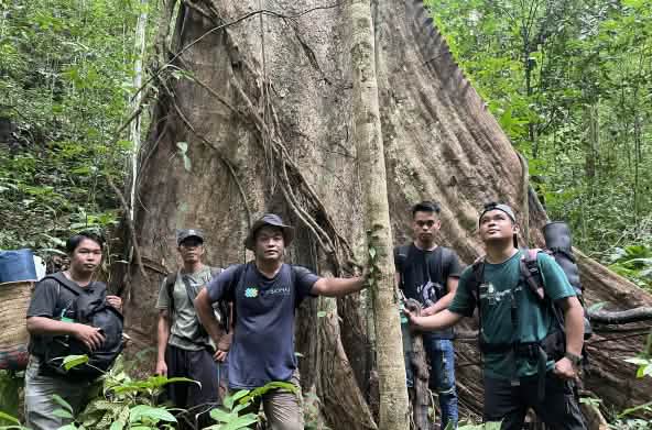 Cinque uomini ai piedi di un albero gigante