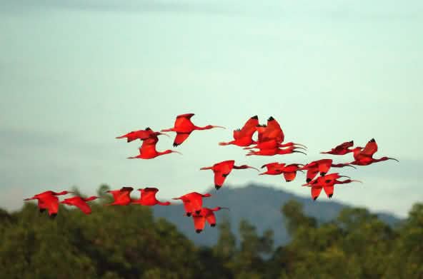 Un gruppo di uccelli di ibis scarlatto in volo.