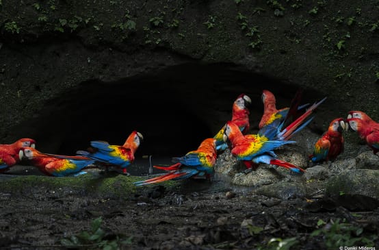 Gruppo di ara scarlatti nel Parco nazionale di Yasuní, nell'Amazzonia ecuadoriana.